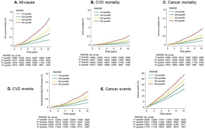 retinal age gap figure 1 Kaplan-Meier mortality curves by RetiAGE quartiles
