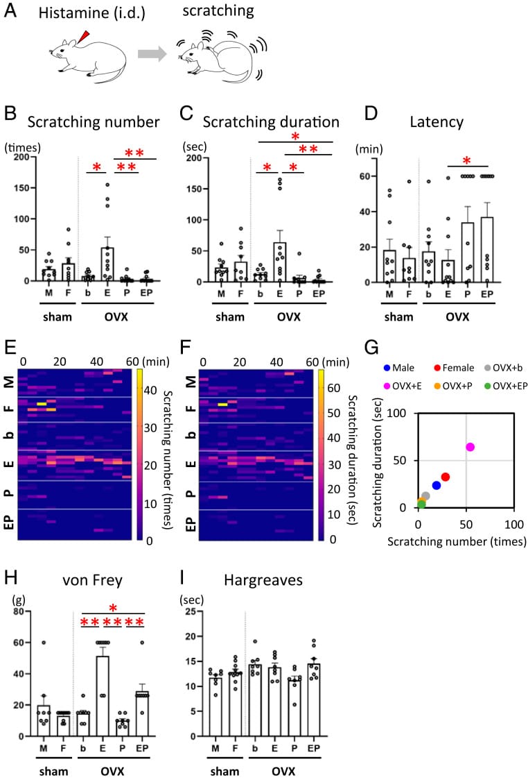 skin crawling perimenopause figure 1 Estrogens enhance histamine-evoked itch behavior in female rats