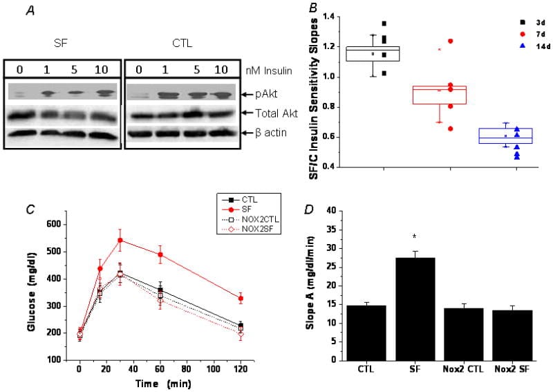 Insulin sensitivity and glucose tolerance curves comparing wild-type and Nox2-knockout mice under sleep fragmentation