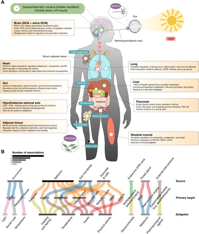 Multiorgan distribution of peripheral circadian clocks and their physiological functions