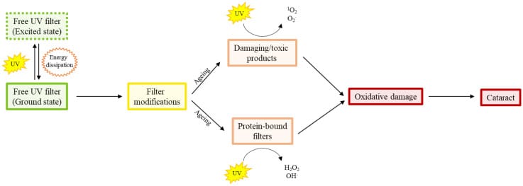 uv vulnerability aging figure 1 Diagram showing age-related transition from free UV filters to protein-bound photosensitizers in the human lens