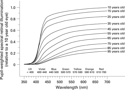 uv vulnerability aging figure 2 Age-related losses in retinal illumination from lens transmission decline and pupil area reduction