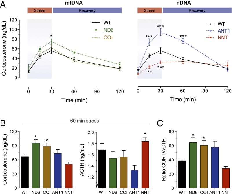 Divergent corticosterone and ACTH response profiles across mitochondrial mutant mouse genotypes during stress and recovery